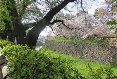 2023春、名古屋の桜2(11/11)：名城公園(2)：内堀、染井吉野、カラタチ、城石垣