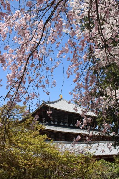 奈良の桜めぐり（東大寺）