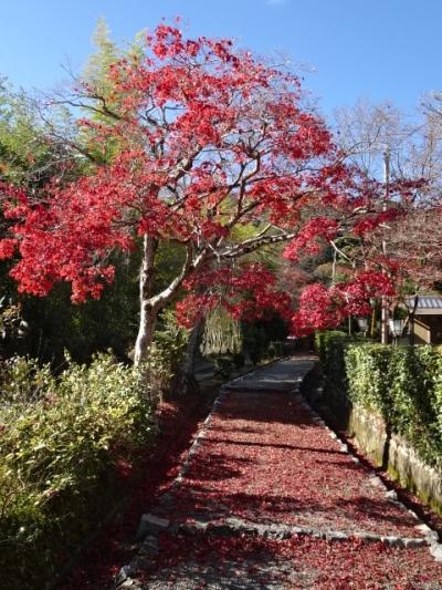 嵯峨野めぐり　常寂光寺から化野念仏寺　京都遅めの紅葉で混雑回避２