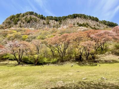 奈良　曽爾村　屏風岩と桜