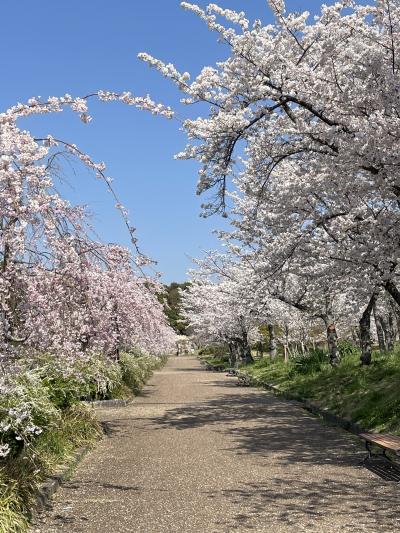 2023年4月　桜めぐり・万博公園
