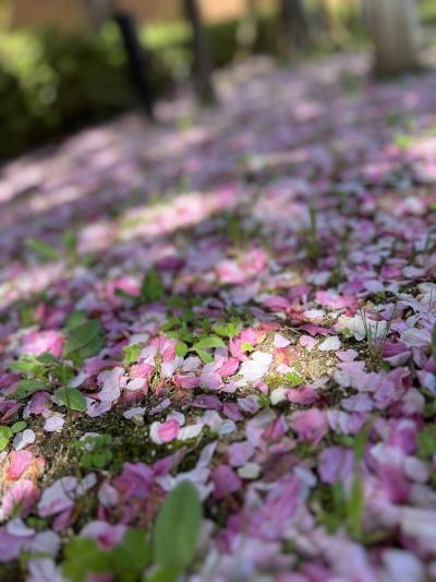 【4/9 大阪】造幣局の桜の通り抜けとJリーグ観戦