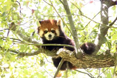 レッサーパンダのリュウくんの旅立ちの前に（前編）新緑の埼玉こども動物自然公園～エンリッチメントのリンゴにリュウは無視でハナビちゃんはころころ