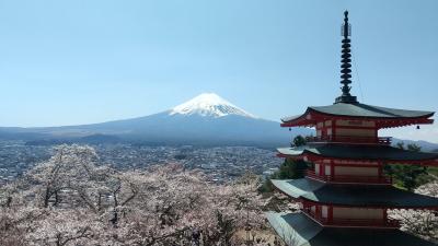 桜満開！桃満開！桃源郷の山梨旅 ～ほったらかし温泉と新倉山浅間公園～