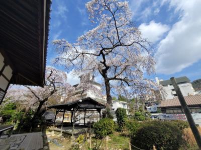 2023 春・神戸花咲（有馬温泉・善福寺）