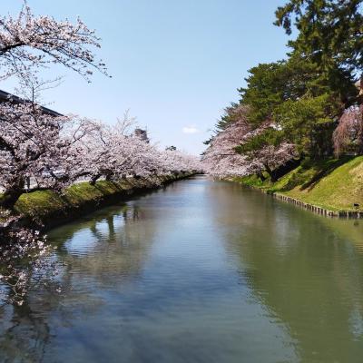 弘前で桜活