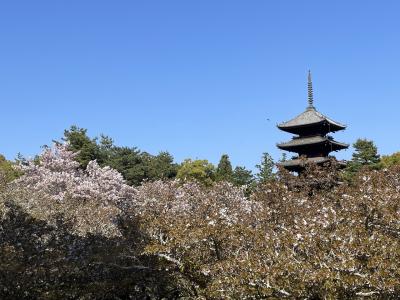 春の京都を楽しむ②比叡山と仁和寺