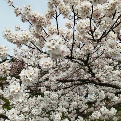 弘前で桜を見て、十和田へ