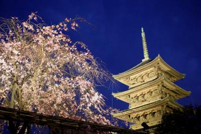 京都でお花見