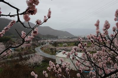 雨のあんずの里