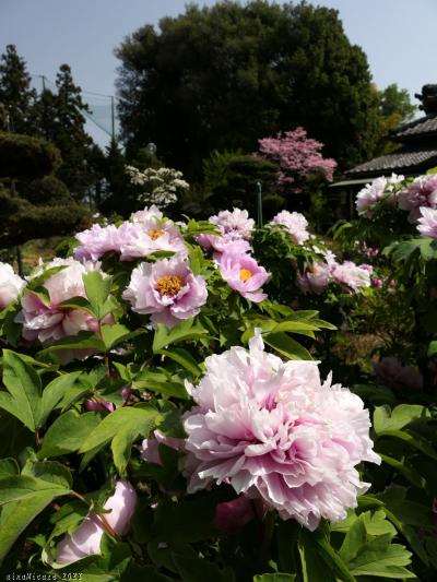 「大慶寺」のボタン_2023_すでに見頃になっていました（群馬県・太田市）