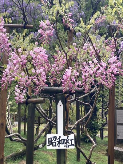 2023年4月　奈良訪問雑記　～春日大社と東大寺、時々カフェ～