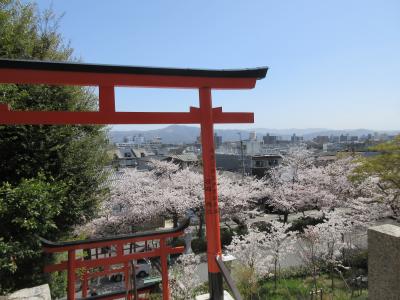 桜の紫野(1)