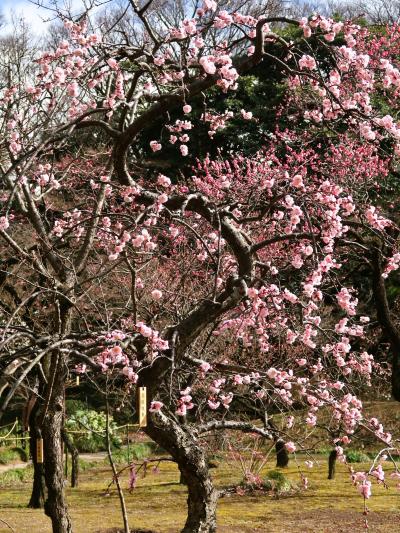 小石川後楽園-2　梅林　白加賀/鹿児島紅‐花開き　☆水仙/福寿草咲く　稲田　九八屋あたり