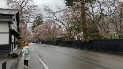桜の開花を追って角館へ
