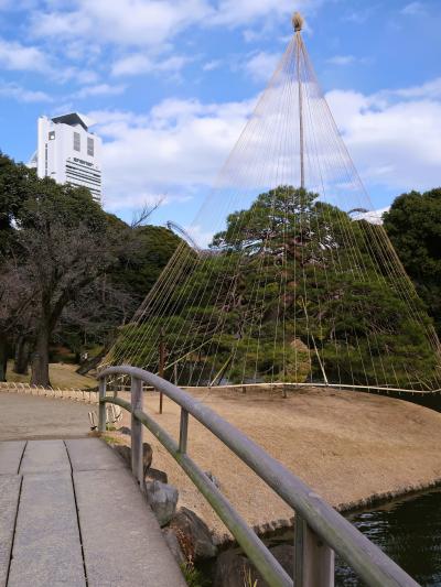 小石川後楽園-4　一つ松‐雪吊りの風情　西門→東門　☆大泉水‐蓬莱島/徳大寺石を配し