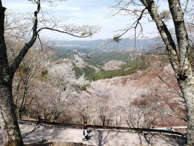 【2023 奈良&大阪花見旅 2】吉野山で桜三昧、“一目千本”はやはりすごかった…