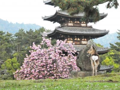 藤と桜と五重塔、いざいざ奈良へ！
