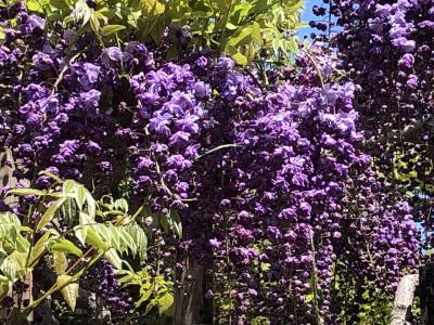 ②藤の花がもう咲いたフラワーパーク！花と露天風呂とイタリアンを満喫できた旅