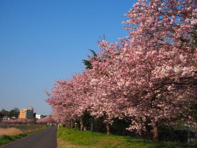 「帰って来た 最強ラーメン祭」でラーメン三昧、そして見頃になった思川桜