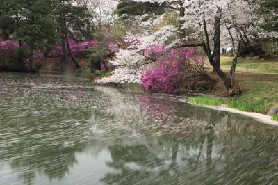 2023sakuraシリーズ４♪　ツツジとの競演馬見塚公園、春日公園、大草城址公園＆杵原学校♪