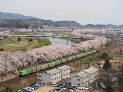 圧巻の桜並木「白石川堤 一目千本桜」を見に宮城へ、そして締めは福島「三春滝桜」のライトアップ