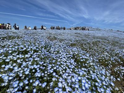 2023年4月　国営ひたち海浜公園　ネモフィラ、ナノハナ、チューリップが見頃に