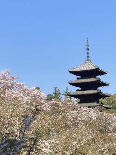 散りゆく桜の京都を歩く★ふふふあんランチ・仁和寺の桜と僧侶のバイオリンを堪能　