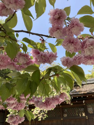 散りゆく桜の京都を歩く★ 喫茶KANOでモーニング・平野神社の桜・北野天満宮・お買い物いろいろ