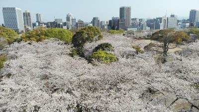 2023年桜の満開早いですね！福岡県と佐賀県3月26日から4泊5日