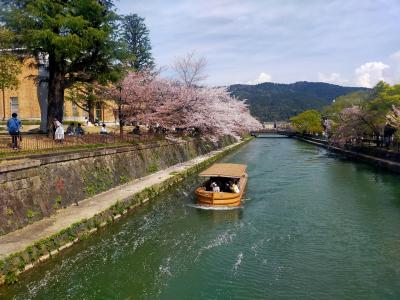 春の桜巡り～京都から彦根、根尾の淡墨桜へ