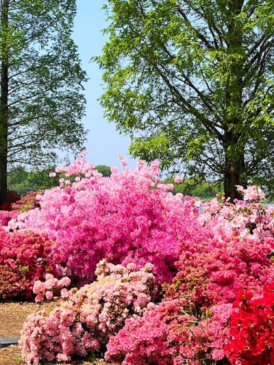 館林　つつじが岡公園つつじ祭り