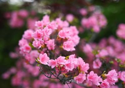 枚方市民の森の花々