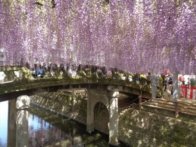 中山大藤まつり＋清水山ぼたん園　 ～柳川・みやま 花めぐり～