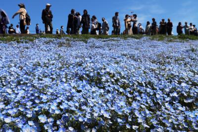 ネモフィラとチューリップ！　国営ひたち海浜公園