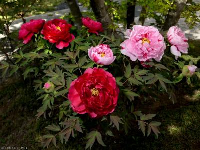 「光明寺」のボタン_2023_すでに咲き始めていて、綺麗な花を見られました（栃木県・足利市）