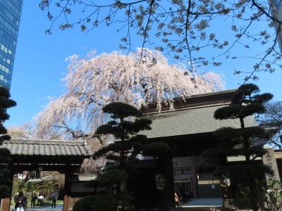 常圓寺の桜 新宿 2023/03/20 　