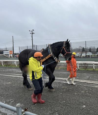 ばんえい競馬　能力検査を見に　3