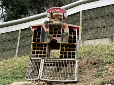 久しぶりに町田リス園へ