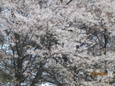 横浜市都築区の公園でお花見ウオーク