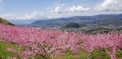 まさに桃源郷！  春爛漫の山梨 満喫の旅