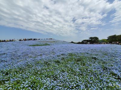 国営ひたち海浜公園