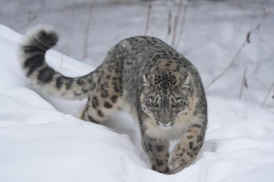 ユキヒョウのローリー Lolly The Snow Leopard