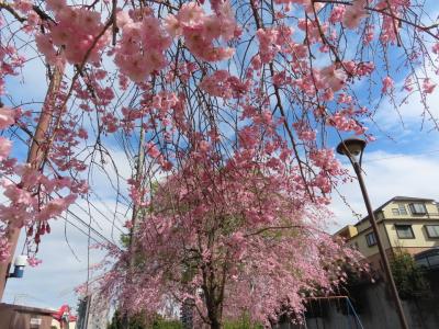 八王子の桜(子安神社/打越土入公園/子安公園) 2023/03/27-04/21