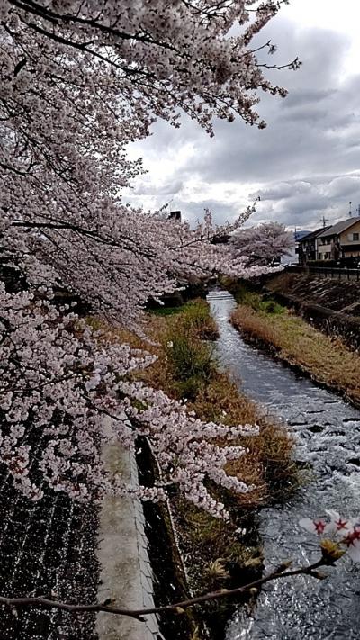 湯殿川の桜・片倉公園の桜と花 2023/03/28　