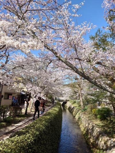 春爛漫　人、人、人だらけの桜満開の京都　今年の桜は早かった　①哲学の道、十石舟、南禅寺～清水寺