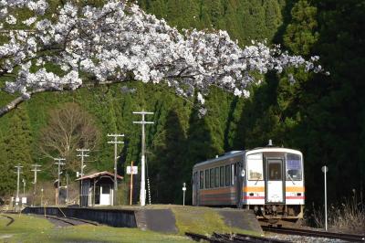 昭和を思い出す因美線美作河井駅の春2021～桜に囲まれた古い駅舎と手押し転車台～（岡山）