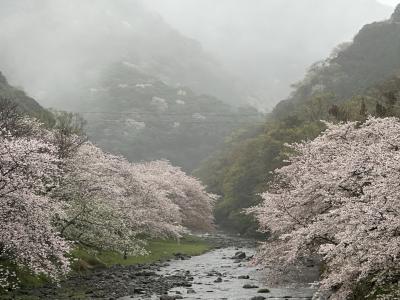 雨の西伊豆松崎、３月のお花見