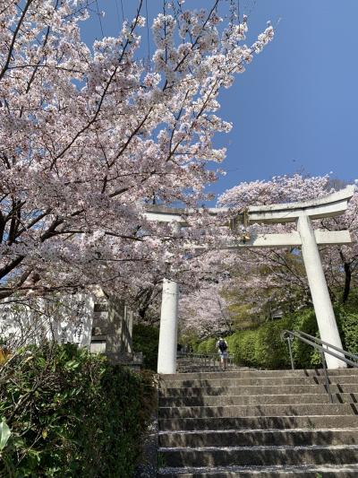 今年も京都で桜見物　大満足