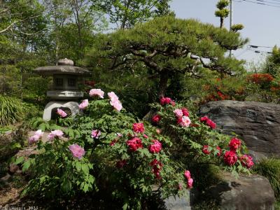 「龍真寺」のボタン_2023_ほぼ満開、傷み少なく綺麗に咲いていました（群馬県・桐生市）